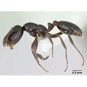 Little Black Ant