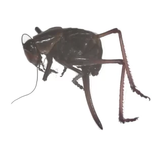 Mormon Cricket