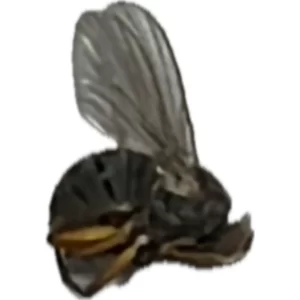 Muscid Fly