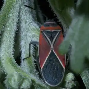 Whitecrossed Seed Bug