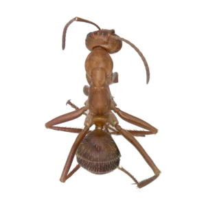 Formica Ant (Formica sp.) worker, dorsal view of a dried reddish brown specimen on a white background