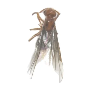Citronella Ant (Lasius sp.) queen, dried specimen on a white background