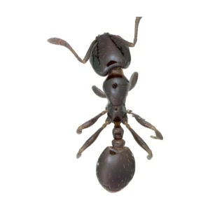 Little Black Ant (Monomorium minimum) wingless worker, dorsal view of a dried specimen on a white background