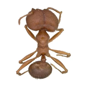 Big-headed Ant (Pheidole sp.) major worker, dorsal view of a dried reddish brown specimen with an oversized head on a white background