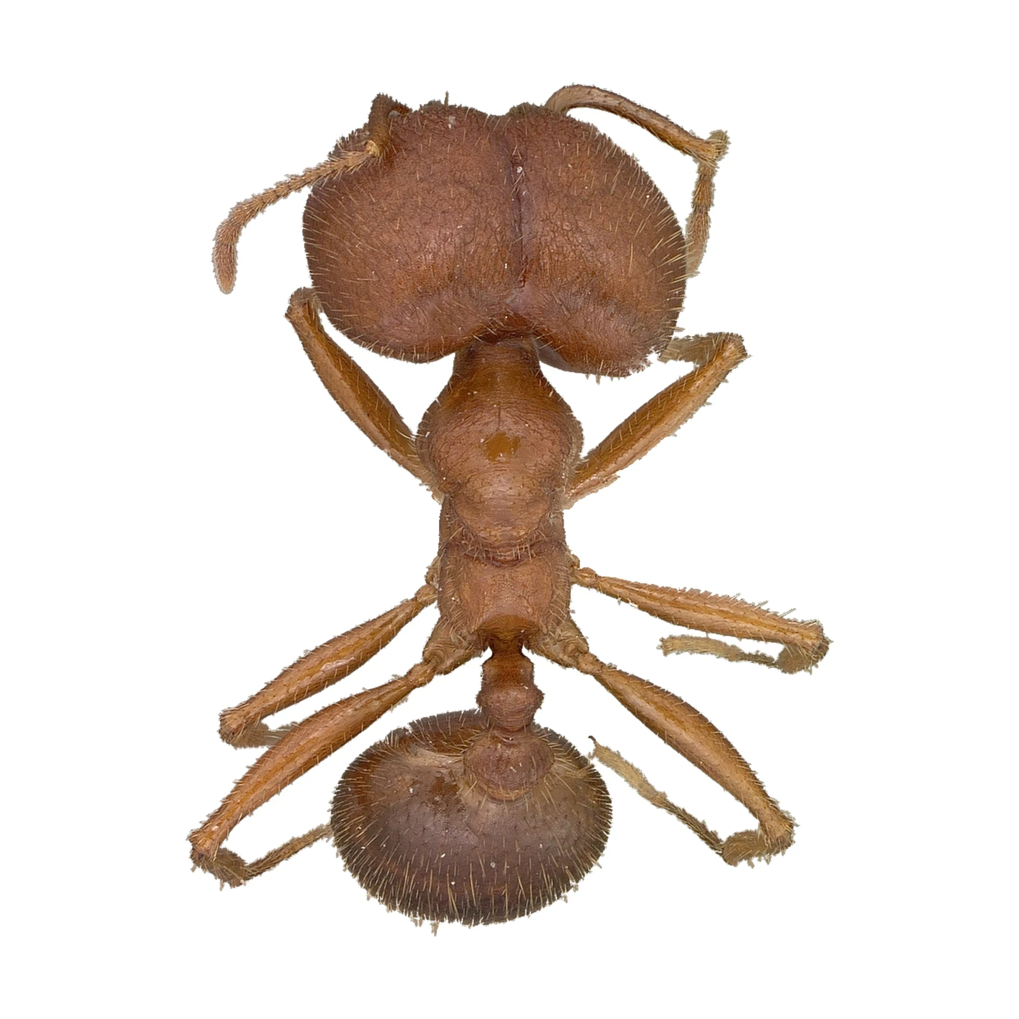 Big-headed Ant (Pheidole sp.) major worker, dorsal view of a dried reddish brown specimen with an oversized head on a white background