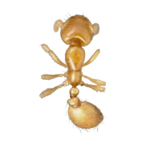 Thief Ant (Solenopsis molesta) worker, dorsal view of a tiny golden yellow dried specimen on a white background