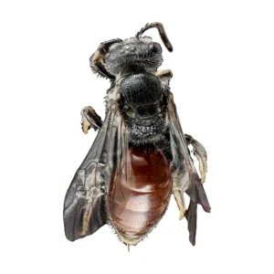 Sphecodes Bee (Sphecodes sp.) female, dorsal view of a pinned specimen with black head and thorax and red abdomen on a white background