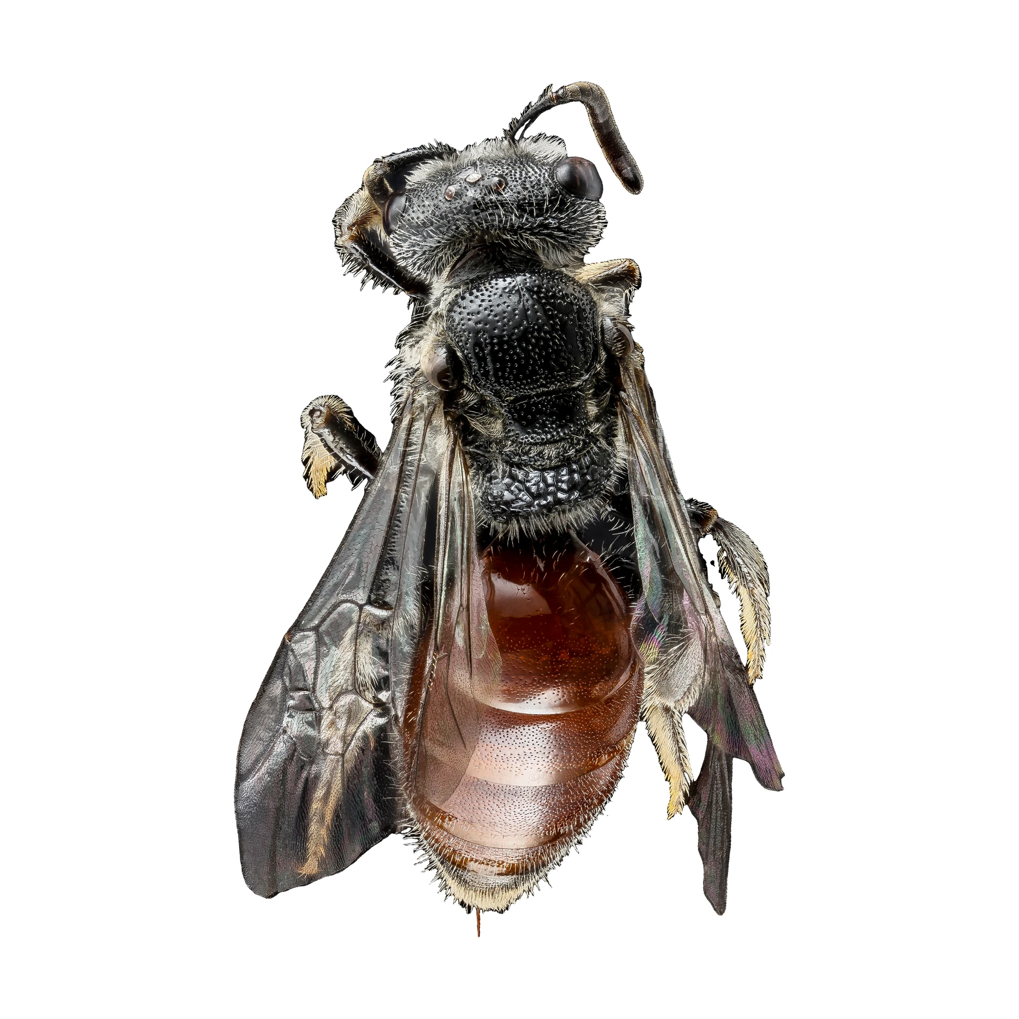 Sphecodes Bee (Sphecodes sp.) female, dorsal view of a pinned specimen with black head and thorax and red abdomen on a white background