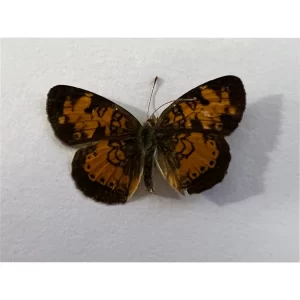 Pearl Crescent