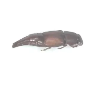 Obscure Sap Beetle
