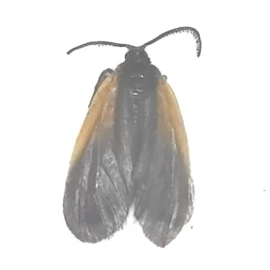 Orange-patched Smokey Moth