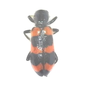 Red-blue Checkered Beetle
