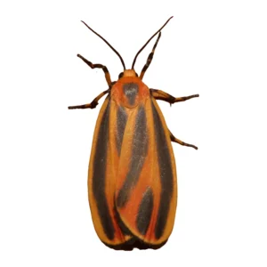 Painted Lichen Moth, Hypoprepia fucosa