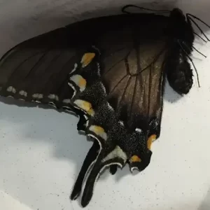 Tiger Swallowtail - dark form
