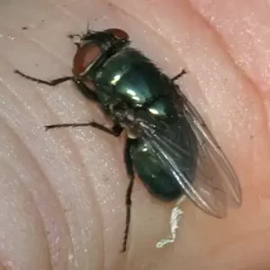 Black Blow Fly