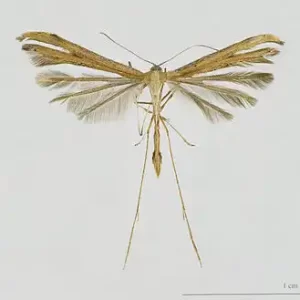 Plume Moth