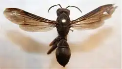 Metric Paper Wasp
