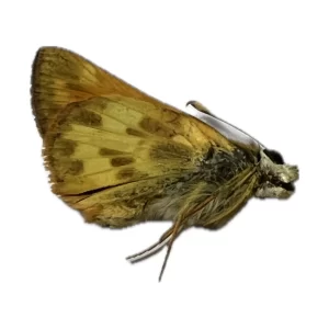 Polites peckius - Peck's Skipper