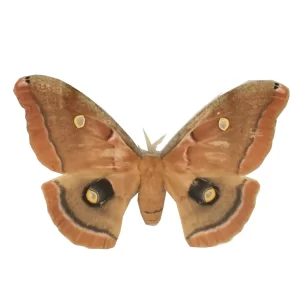 Polyphemus Moth