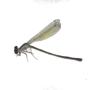 Narrow-winged Damselfly