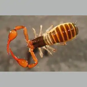 Pseudoscorpion