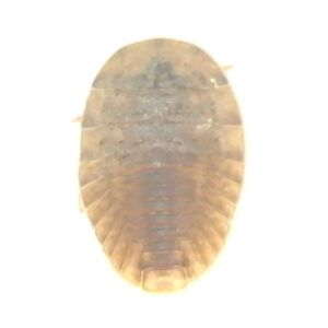 Water-penny Beetle Larva