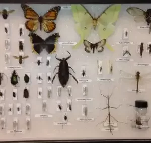 Quick-pix D : 50 Insect kit