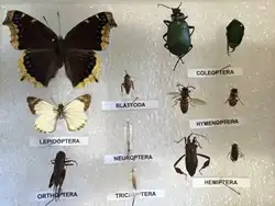 Quick-pix A : 12 Insects kit