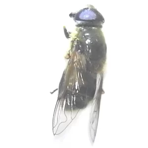 Rat-tailed Maggot Fly