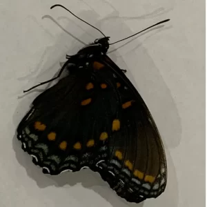 Red-spotted Purple with slight damage