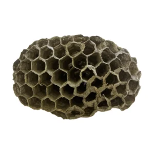 Red Wasp (Polistes carolina), Nest