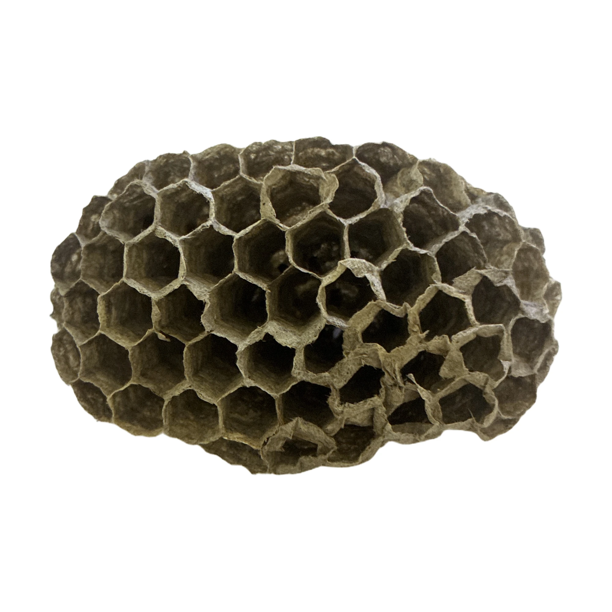Red Wasp (Polistes carolina), Nest