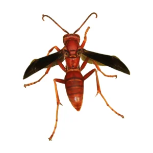 Red Wasp (Polistes carolina)