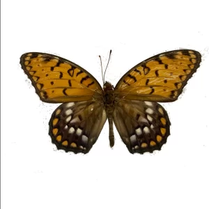 Regal Fritillary