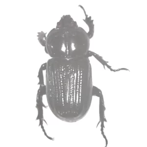 Rhinoceros Beetle