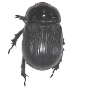 Rhinoceros Beetle