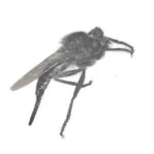 Robber Fly