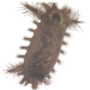 Saddleback caterpillar