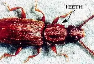 Sawtoothed Grain Beetle