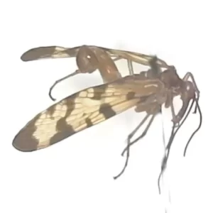 Scorpionfly