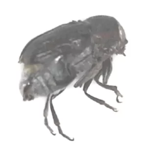 Sculptured Leaf Beetle