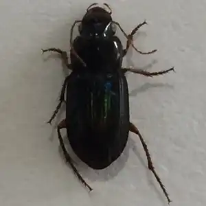 Ground Beetle