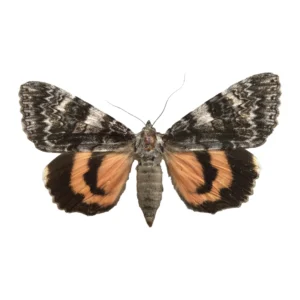 Semirelict Underwing, Catocala semirelicta