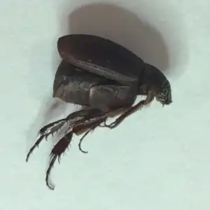 Brown Chafer