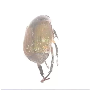 Shining Leaf Chafer