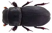 Slender Dung Beetle