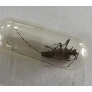 Small Mulberry Borer