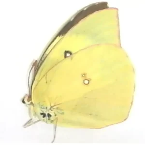 Southern Dogface - damaged