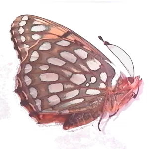 Aphrodite Fritillary