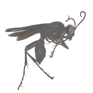Great Black Wasp